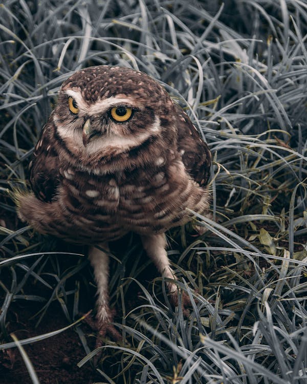 Brown Owl on Grass · Free Stock Photo