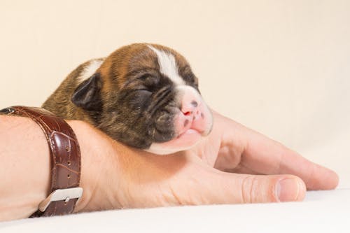 Brindle and White American Pit Bull Terrier Puppy