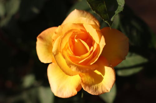 Free Yellow Rose in Close Up Photography Stock Photo