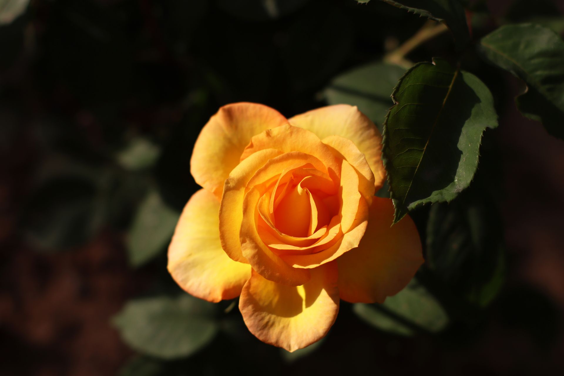 Close-up of a blooming yellow rose surrounded by green leaves in sunlight.