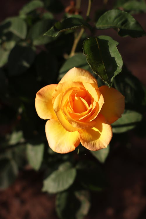 Blooming Yellow Rose in the Garden