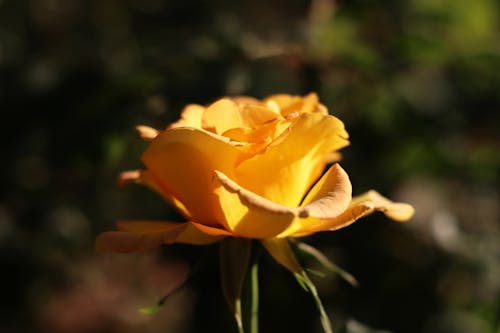 Close Up Photo of a Yellow Rose