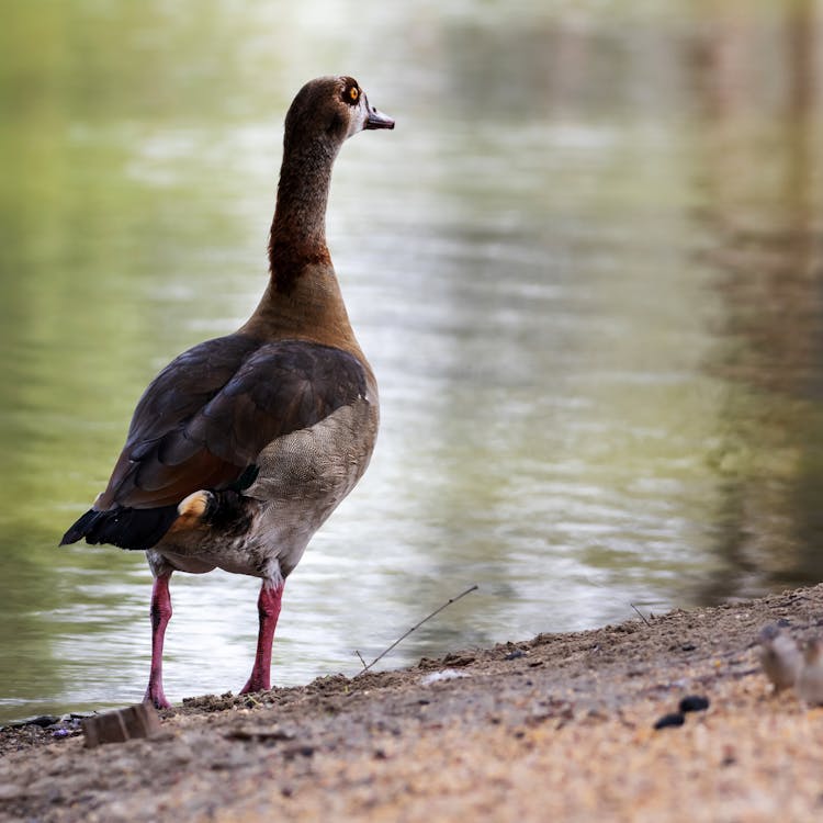 A Goose on the Side of the Lake