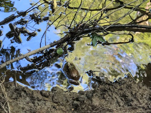 Free stock photo of amphibian, camouflage, frog