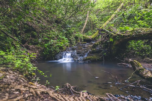 Kostenlos Wasserfälle Umgeben Von Grünen Laubbäumen Stock-Foto