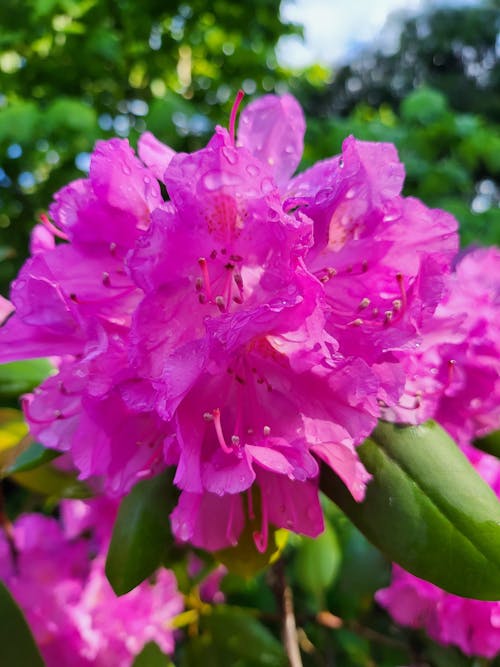 Kostnadsfri bild av rhododendron