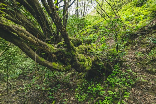 Základová fotografie zdarma na téma barvy, denní světlo, kmen