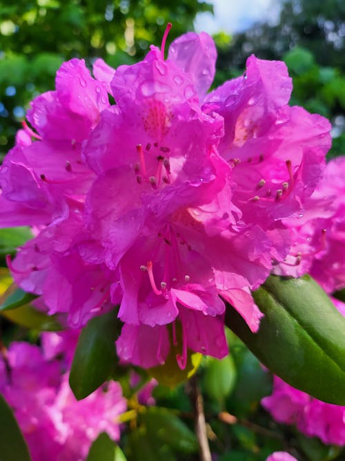 Kostnadsfri bild av lila blomma, rhododendron