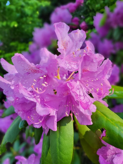 Kostnadsfri bild av lila blomma, rhododendron