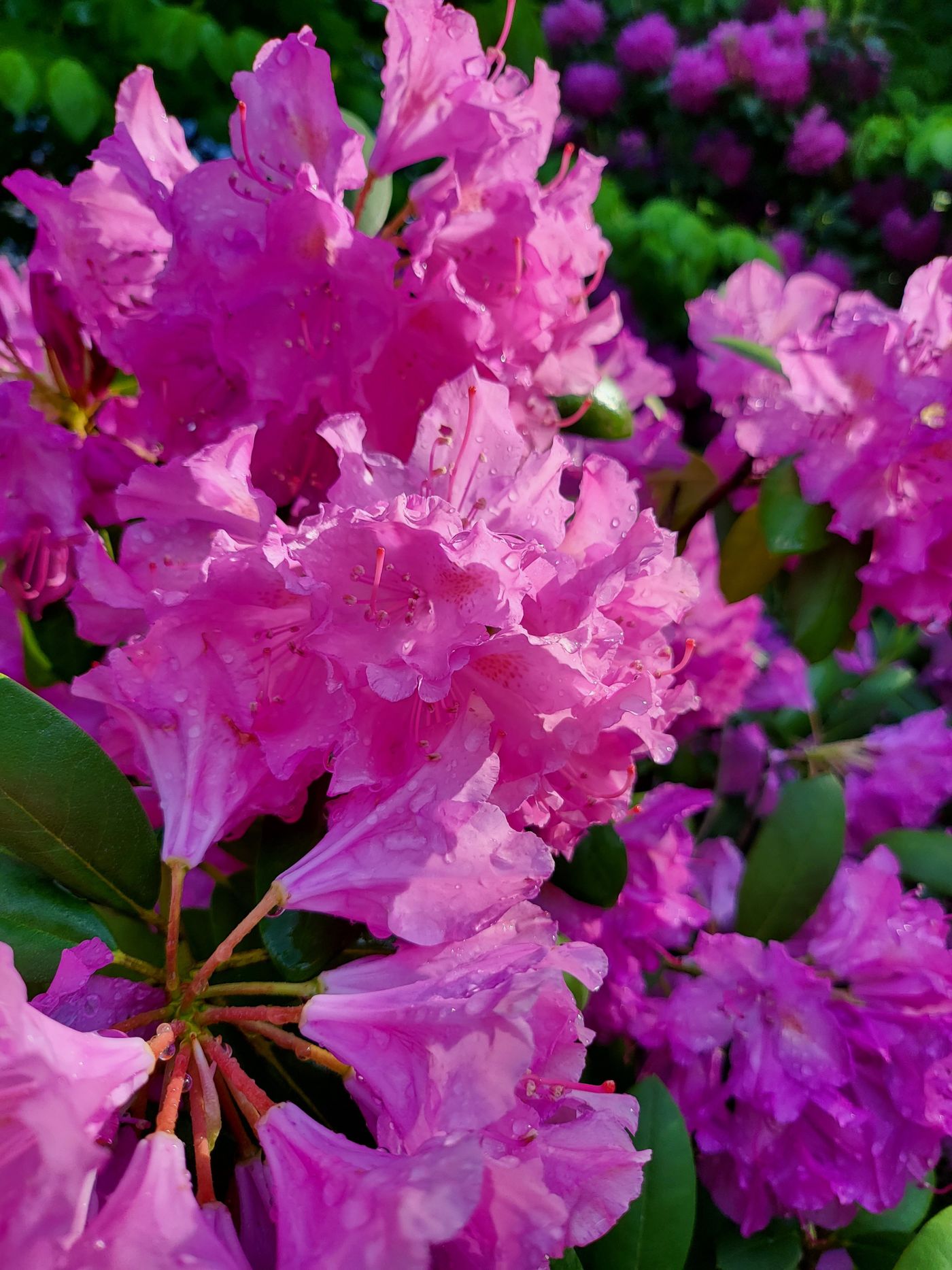 Różowe kwiaty rododendronów w pełnym rozkwicie — ogrodowy różanecznik