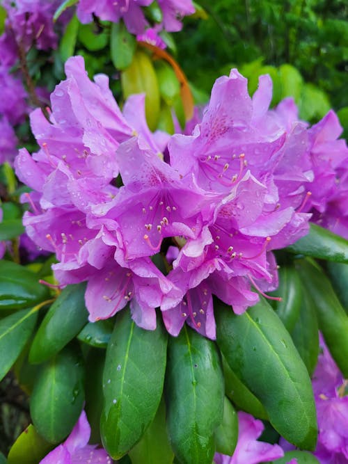 Kostnadsfri bild av rhododendron