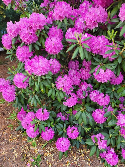 Kostnadsfri bild av rhododendron