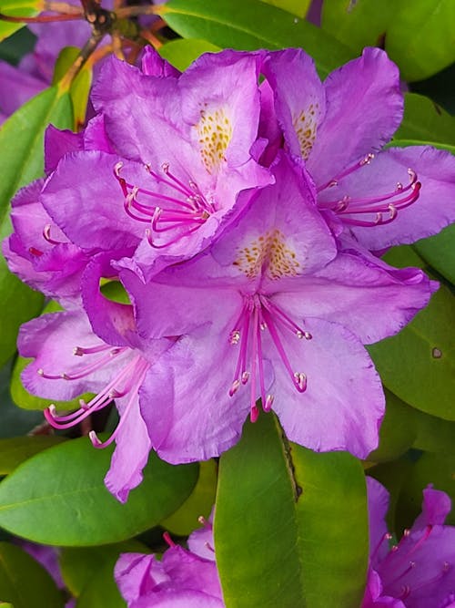 Kostnadsfri bild av rhododendron