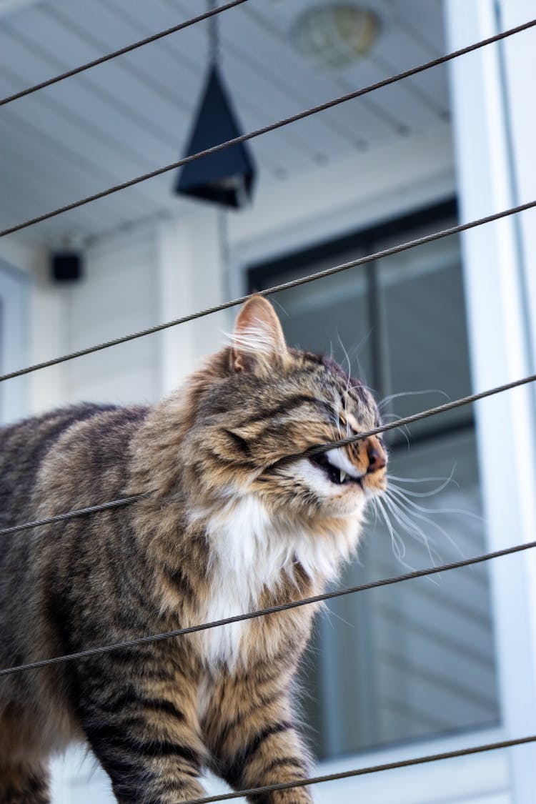 Cat Scratching On Lines