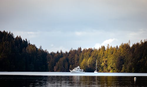 Photos gratuites de arbres verts, bateaux blancs, ciel