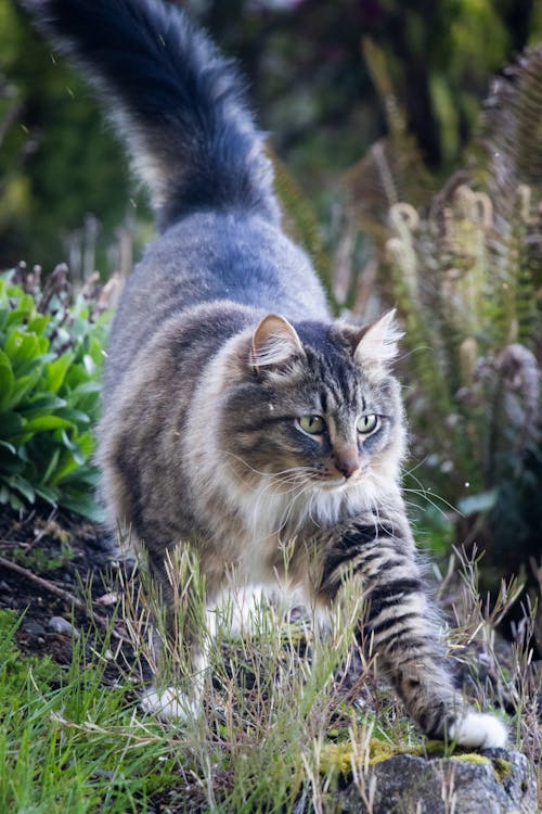 Free Brown Tabby Cat on Green Grass Stock Photo