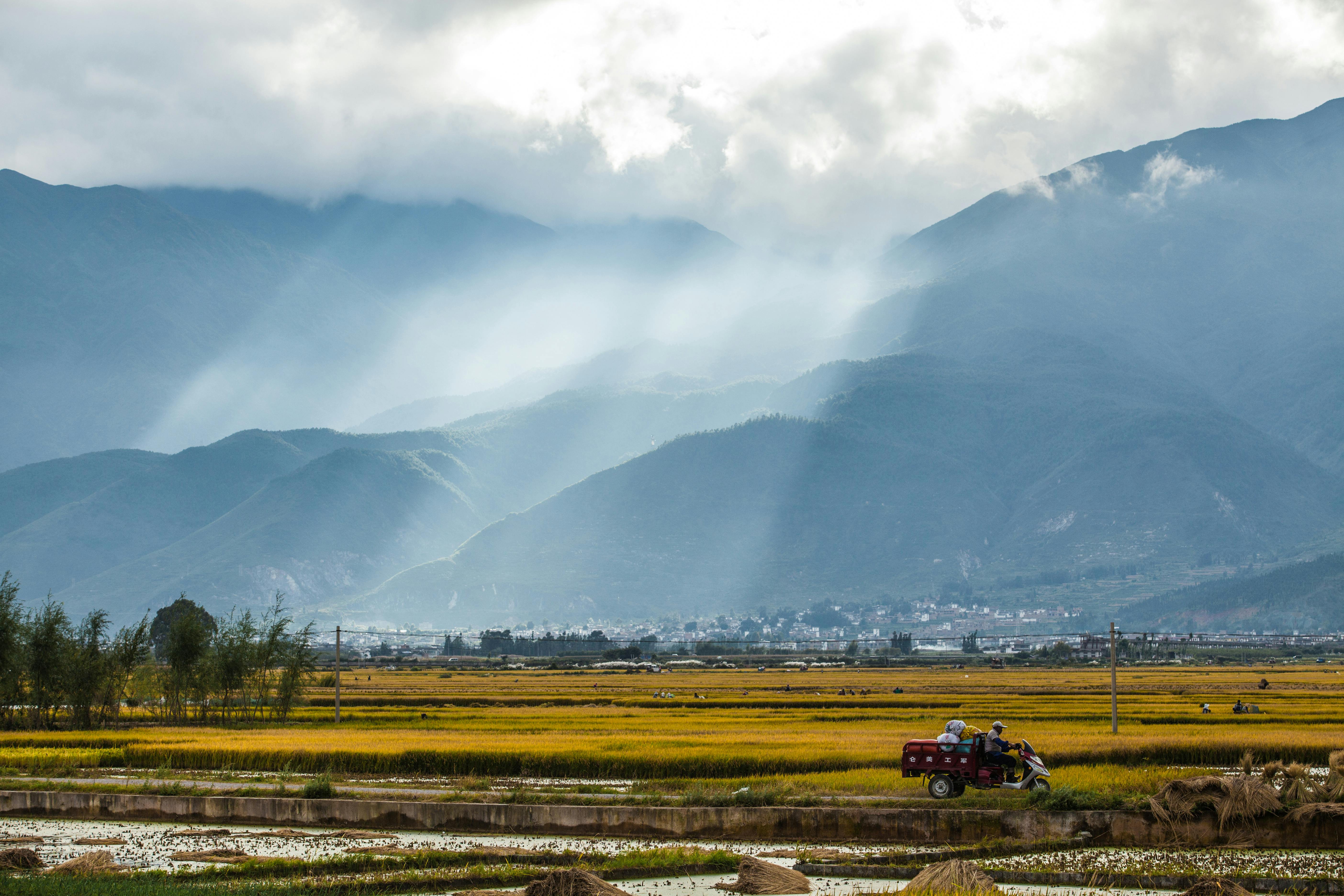 Rice Field near Mountains · Free Stock Photo