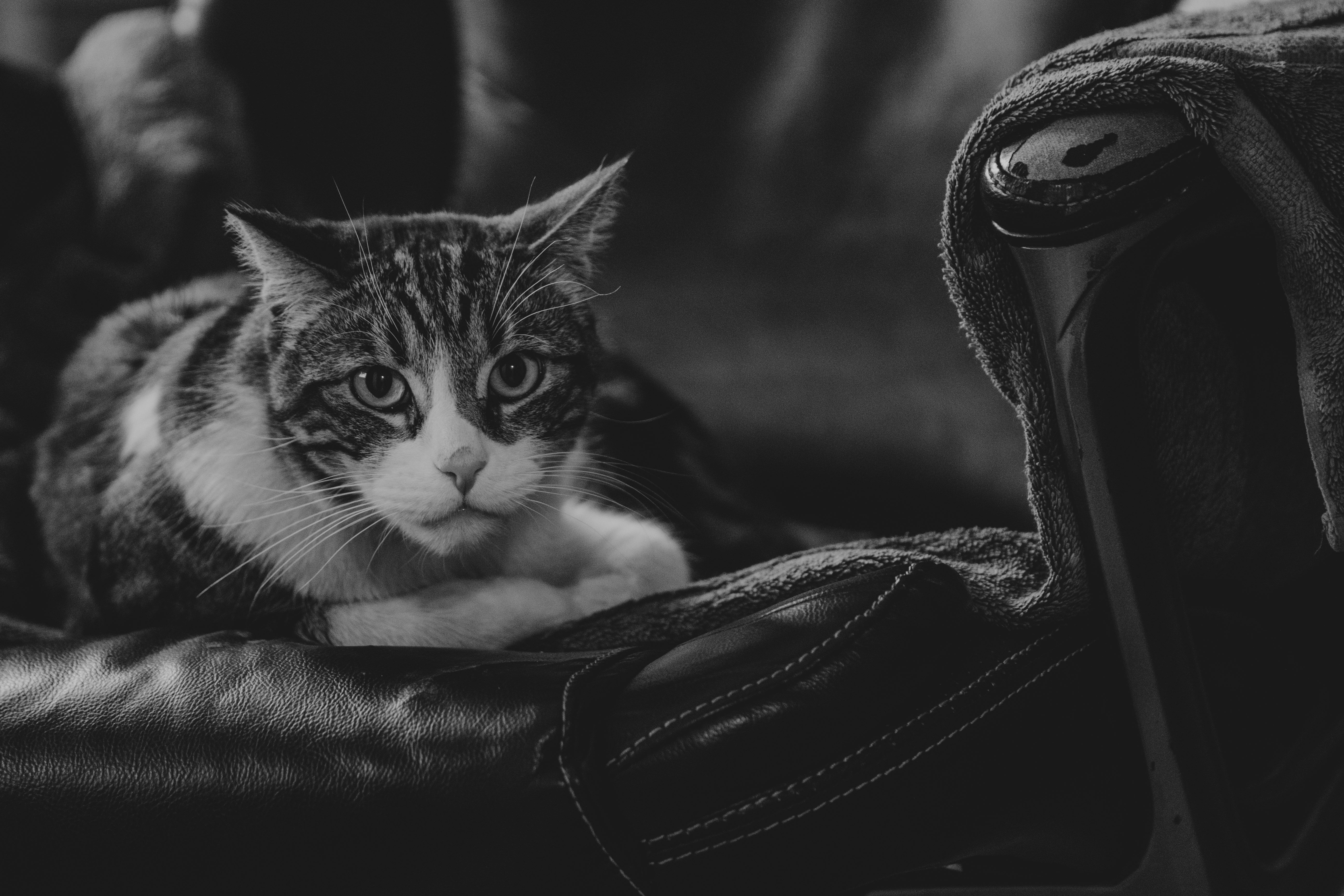 Grayscale Photo of a Tabby Cat Lying on Black Leather Chair · Free ...