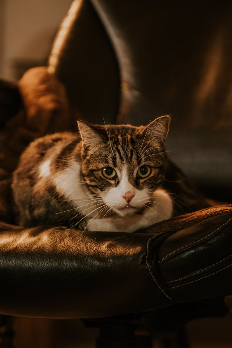 A Cat On A Chair 