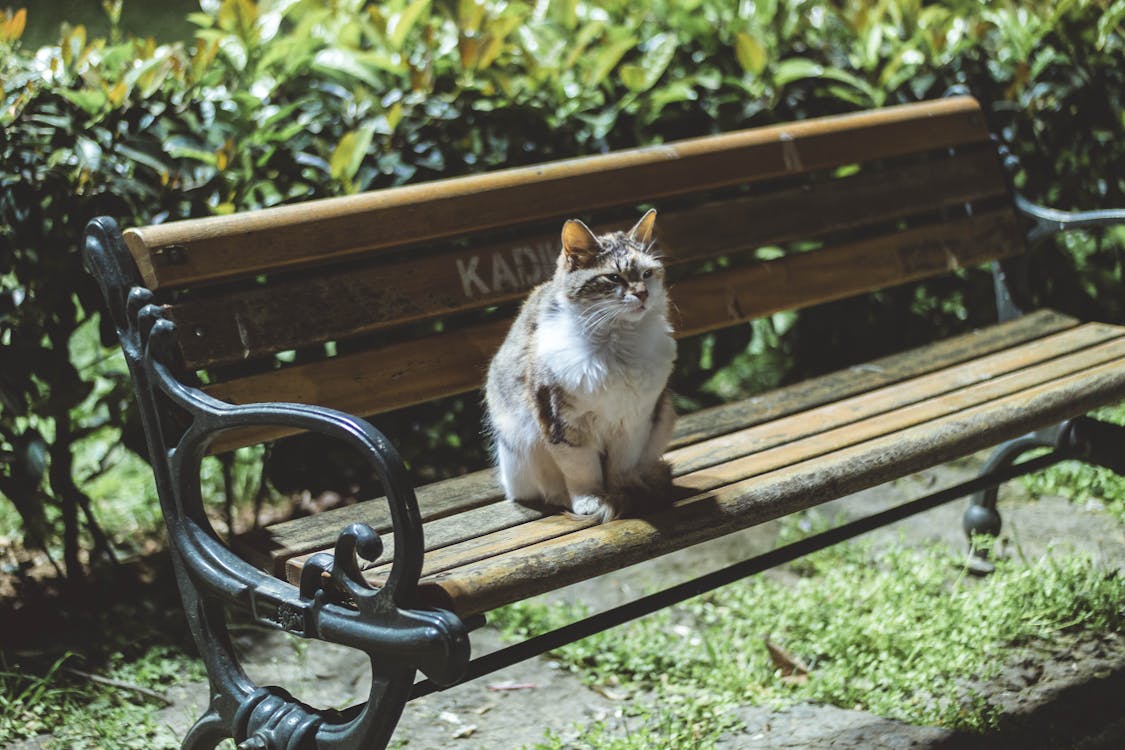 免费 白色和灰色的猫坐在长凳上的照片 素材图片