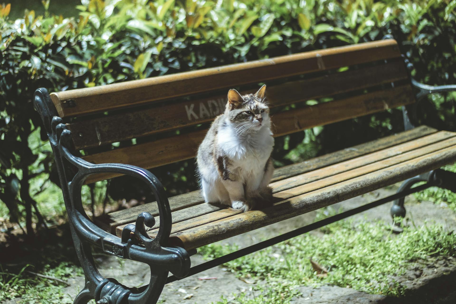 Photo of White and Gray Cat Sitting on a Bench