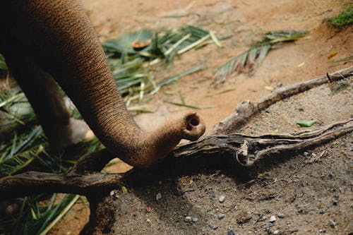 Elephant Trunk on Wildlife
