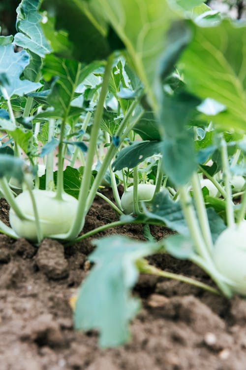 Foto profissional grátis de agricultura, alimento, ao ar livre