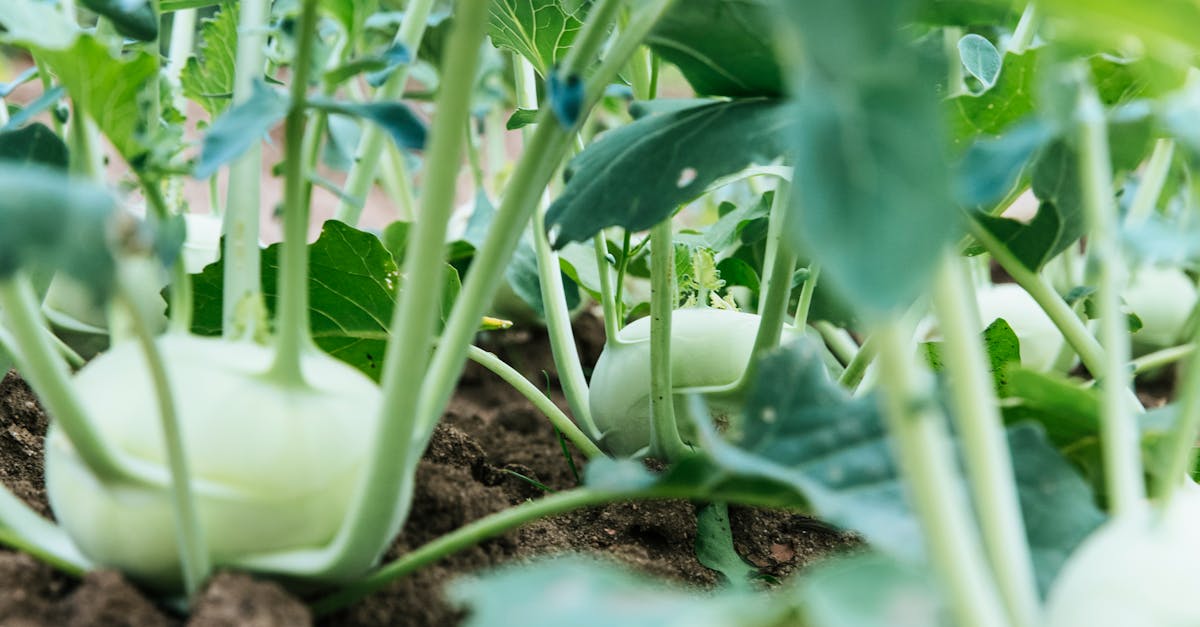 Free stock photo of cabbage, garden, gardening