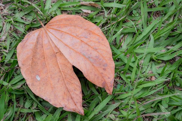Fallen autumn leaf on fresh grass ready for clearing