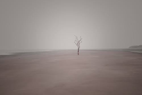 Foto profissional grátis de areia, árvore, costa