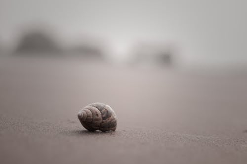 Free A Snail on the Sand Stock Photo