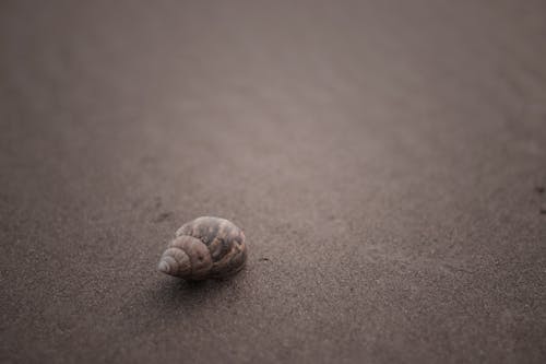 Free A Close-up Shot of a Snail on the Sand Stock Photo