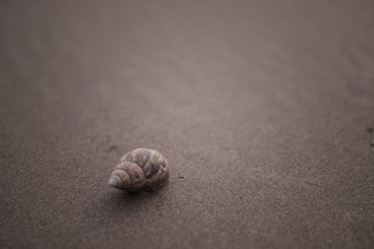 Close-up of a solitary snail shell on a sandy beach, showcasing natural beauty and simplicity.