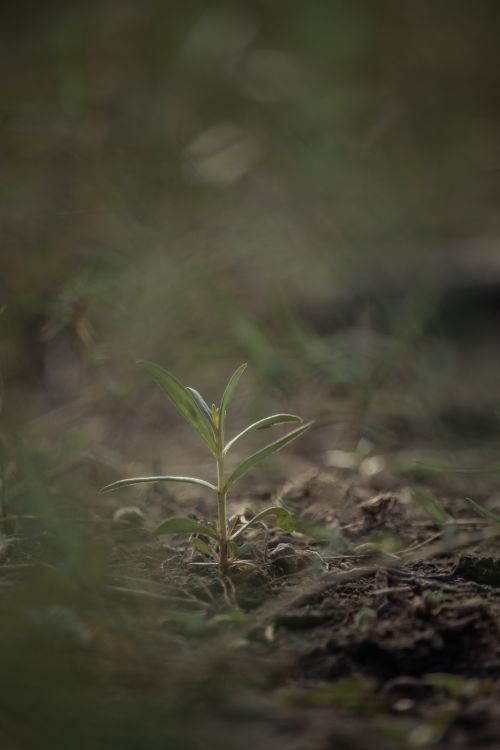 Free Close-up of a small green seedling emerging from the soil, symbolizing new growth. Stock Photo
