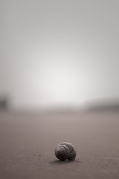 Close-up of a snail shell on sand with a blurred background, showcasing minimalism and tranquility.