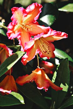 花园里粉色杜鹃花盛开的明亮特写