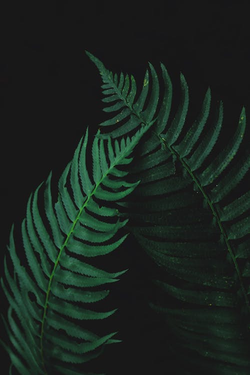İki Eğreltiotu Yaprağı Fotoğrafı