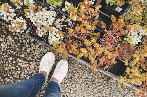 Person Wearing White Sneakers Standing Beside Flowers