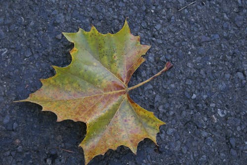 Free stock photo of leave