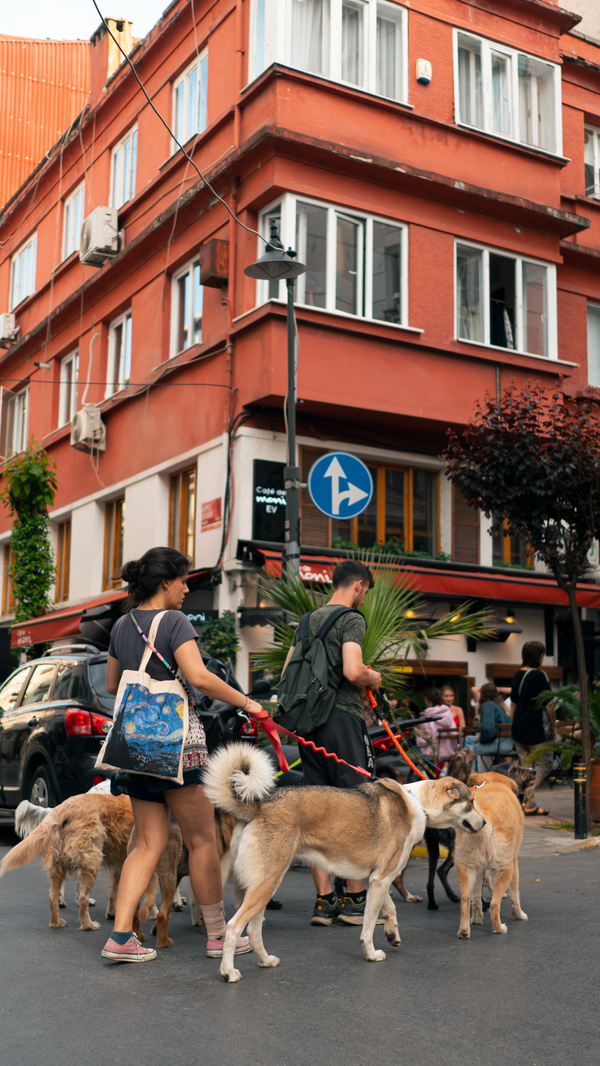 Professional Dog Walking Services in Eltham