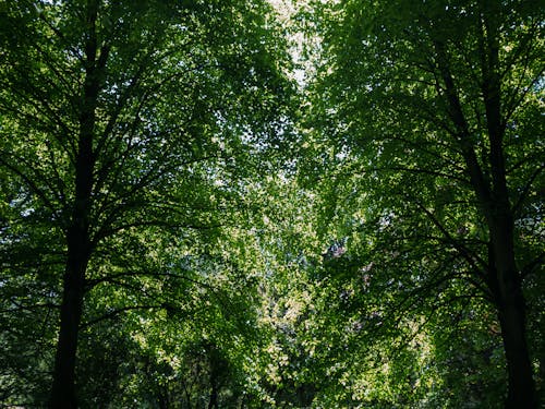 Free Imagine de stoc gratuită din arbori, copaci, frunze Stock Photo