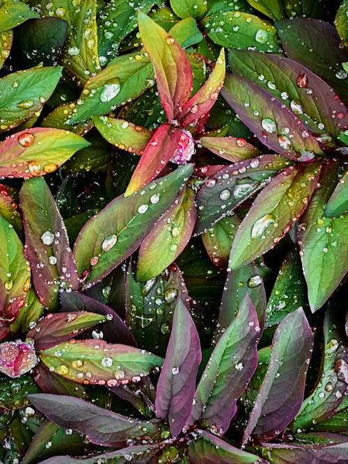 Foto d'estoc gratuïta de després de la pluja, exuberant, fulles