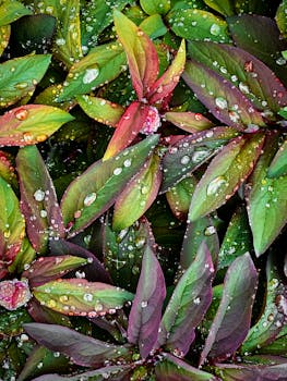 Colorful autumn leaves covered in dew, showcasing nature's beauty after rain.
