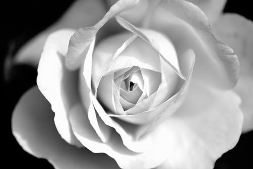 A Grayscale Photo of a Rose in Full Bloom