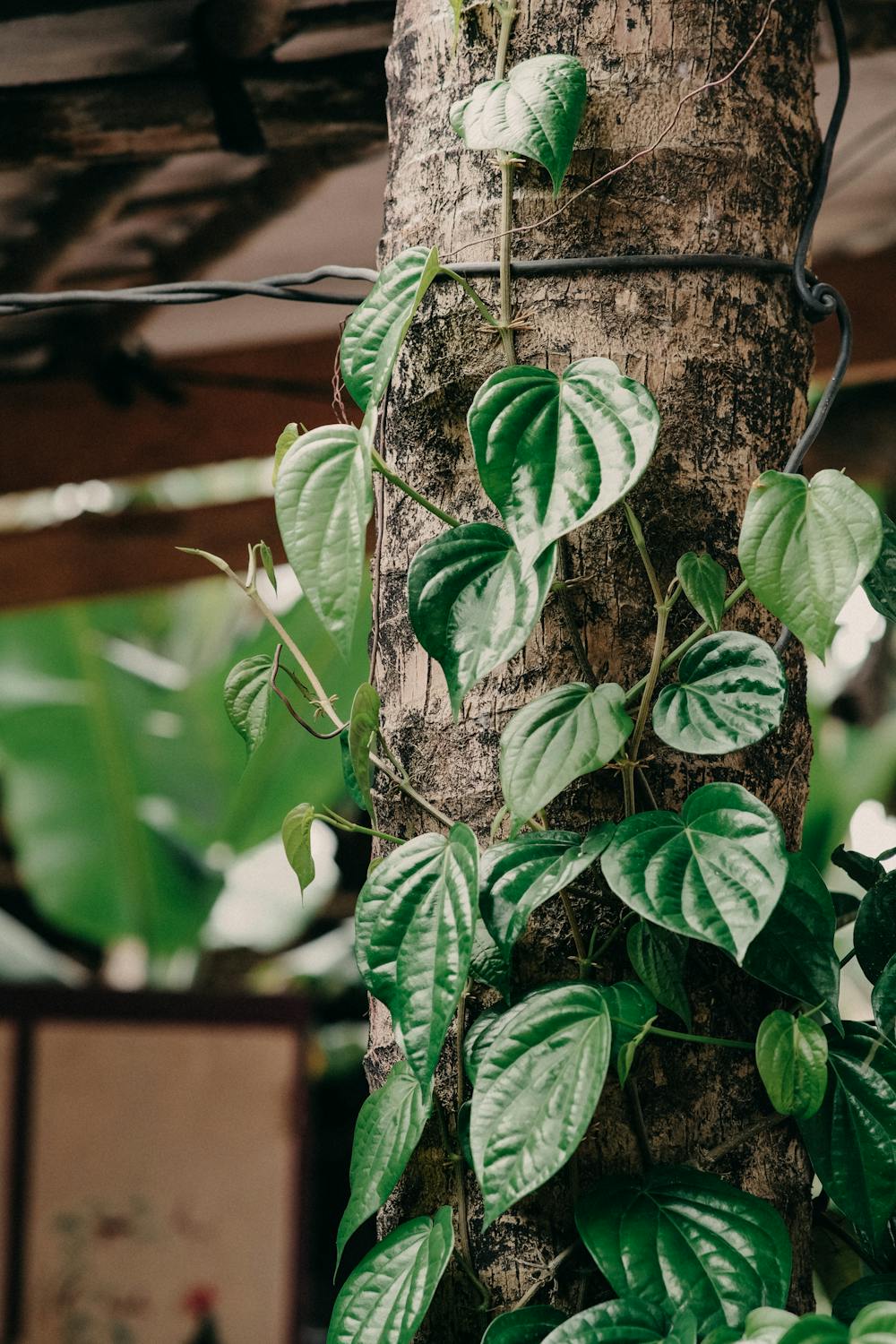 Some Of The Best Benefits Of  Betel Leaf's What Are The Amazing Benefits Of Betel Leaf's