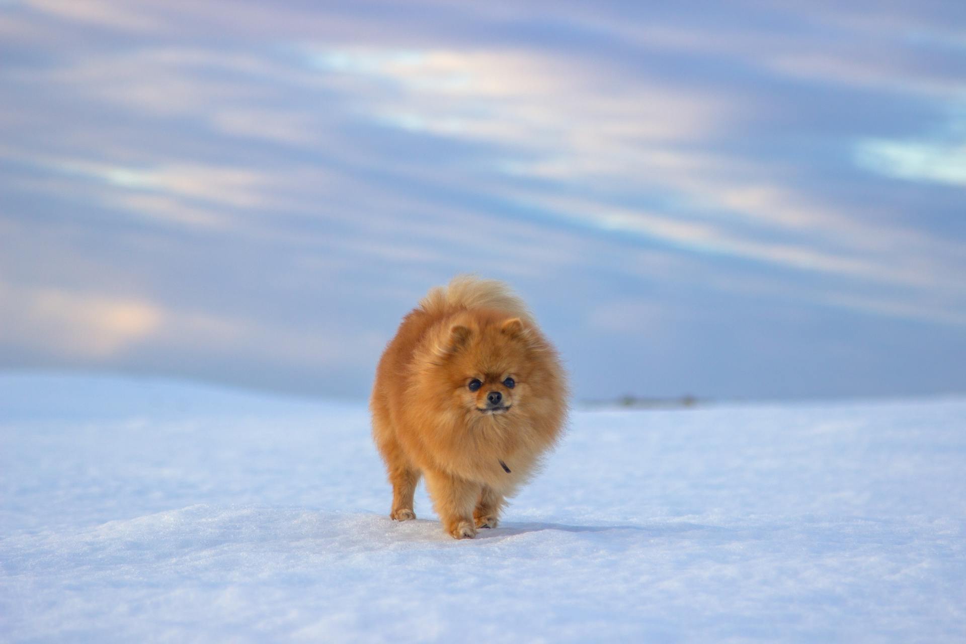 En brun Pomeranian-spitz på snötäckt mark