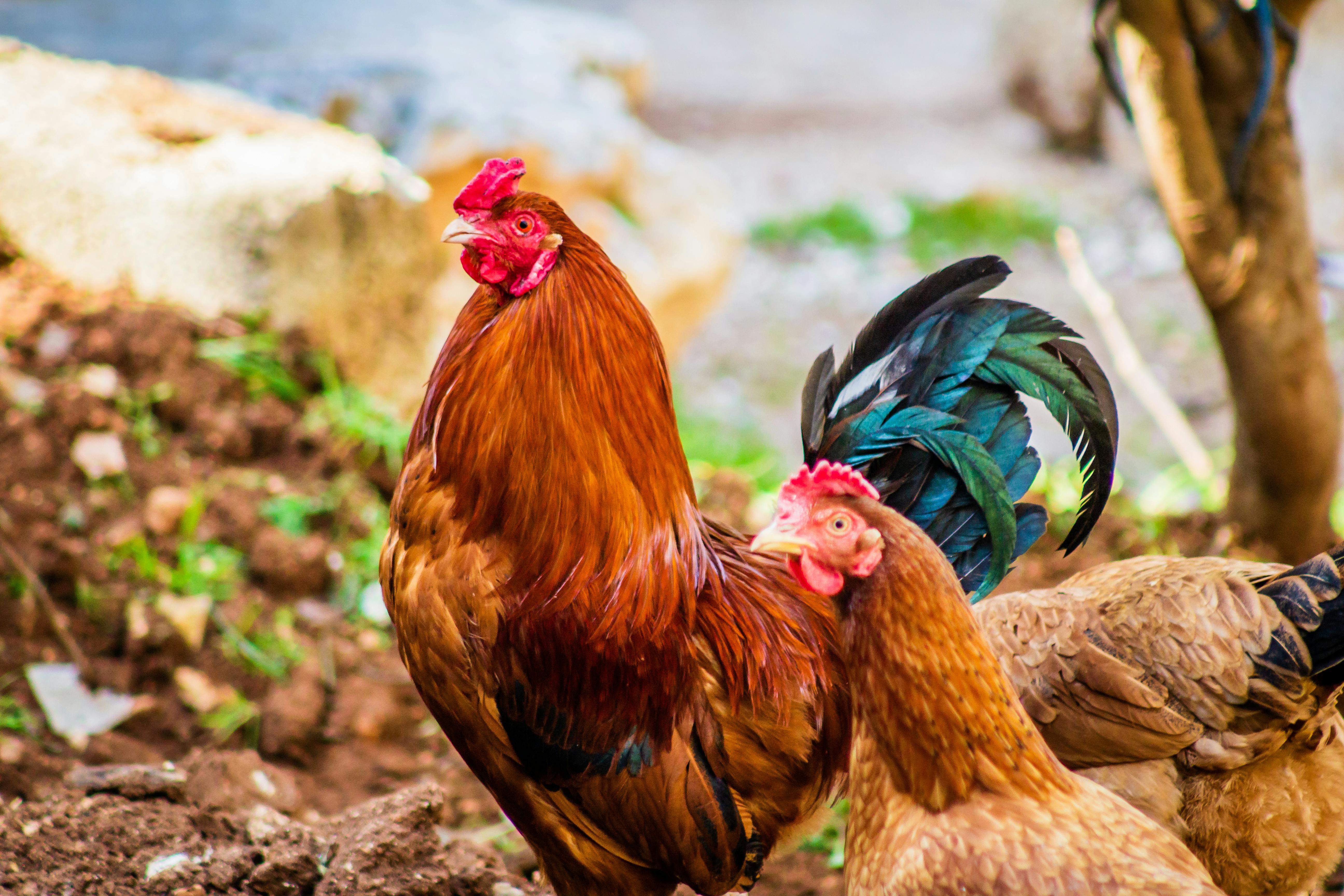 2羽の茶色の鶏と1羽の赤いオンドリ 無料の写真素材
