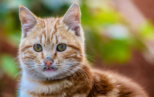 Foto De Gato Atigrado Marrón