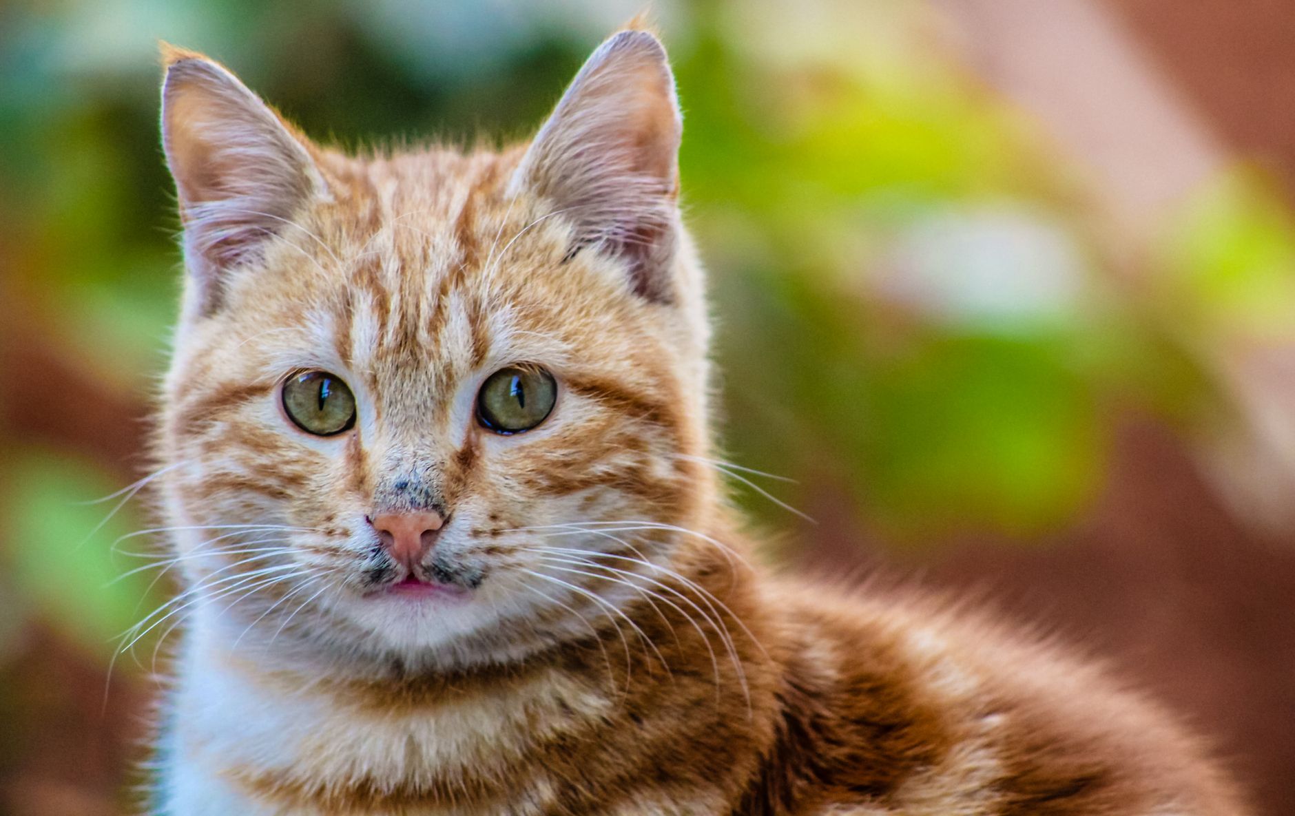 Veterinary care for a cat