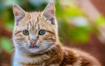 一只姜黄色虎斑猫的特写肖像展现了它明亮的眼睛和蓬松的皮毛